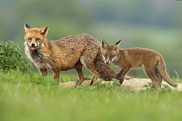 Red fox (Vulpes vulpes) near the , England