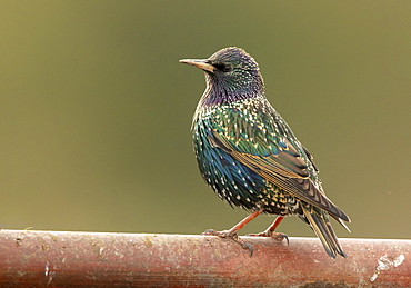 Starling (Sturnus vulagaris) perched on a fence, England