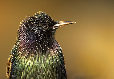 Starling (Sturnus vulagaris) portrait, England