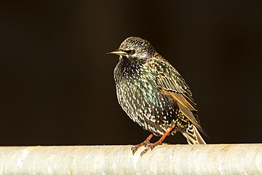 Starling (Sturnus vulagaris) perched on a fence, England