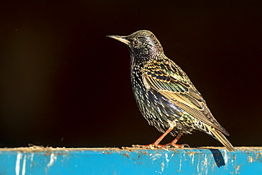 Starling (Sturnus vulagaris) perched on a fence, England