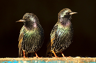 Starling (Sturnus vulagaris) perched on a blue fence, England