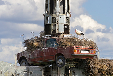 White Stork (Ciconia ciconia) nesting on top of an old car, Spain