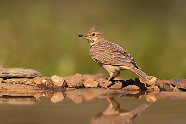 crested lark (Galerida cristata) eating a prey, Spain