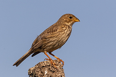 Corn Bunting (Emberiza calandra) perched on a branch, England