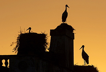 White Stork (Ciconia ciconia) silhouette at sunset, Spain