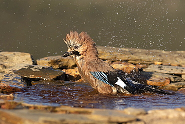 Eurasian jay (Garrulus glandarius) washing in water, Spain