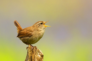 wren (Troglodytes troglodytes) displaying amongst bluebell (Hyacinthoides non-scripta), England