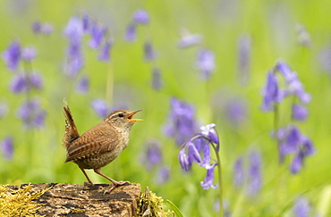 Wren (Troglodytes troglodytes) displaying amongst bluebell (Hyacinthoides non-scripta), England