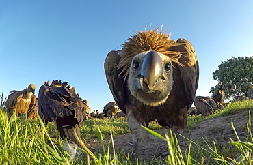 Griffon vulture (Gyps fulvus) looking at the camera, Spain