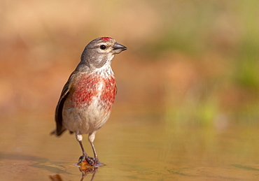 Linnet (Linaria cannabina) perched in water and drinking, Spain