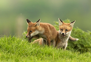 Red fox (Vulpes vulpes) standing in a meadow, England