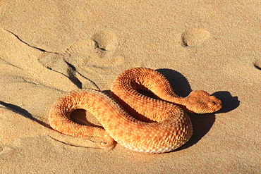 Lesser cerastes Vipera (Cerastes vipera) on sand, Mauritania