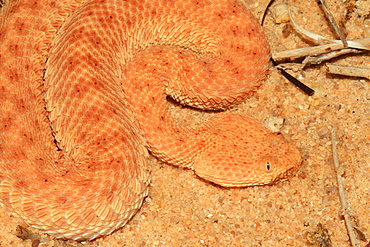 Lesser cerastes Vipera (Cerastes vipera) on sand, Mauritania