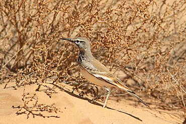 Greater Hoopoe-Lark (Alaemon alaudipes) on ground, Mauritania