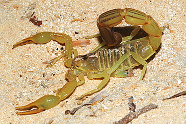 Yellow Fat Tail Scorpion (Androctonus australis) on sand, Mauritania