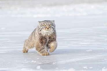 Pallas's cat (Otocolobus manul), moving, running, Steppe area, East Mongolia, Mongolia