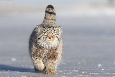 Pallas's cat (Otocolobus manul), moving, running, Steppe area, East Mongolia, Mongolia