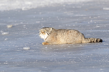 Pallas's cat (Otocolobus manul), resting, lying down, Steppe area, East Mongolia, Mongolia