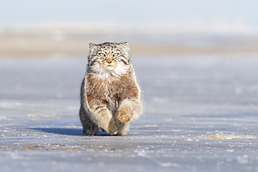 Pallas's cat (Otocolobus manul), moving, running, Steppe area, East Mongolia, Mongolia