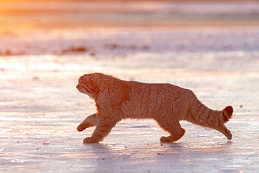 Pallas's cat (Otocolobus manul), moving, running, Steppe area, East Mongolia, Mongolia