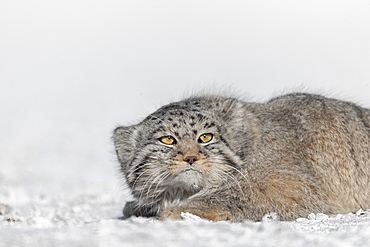 Pallas's cat (Otocolobus manul), resting, lying down, Steppe area, East Mongolia, Mongolia