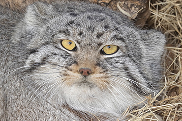 Pallas's cat (Otocolobus manul), resting, lying down, Steppe area, East Mongolia, Mongolia