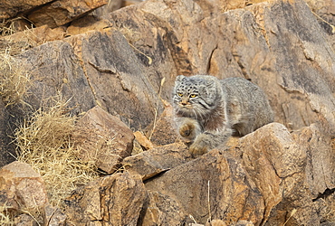 Pallas's cat (Otocolobus manul), moving, running, Steppe area, East Mongolia, Mongolia