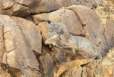 Pallas's cat (Otocolobus manul), moving, running, Steppe area, East Mongolia, Mongolia