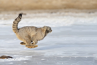 Pallas's cat (Otocolobus manul), moving, running, Steppe area, East Mongolia, Mongolia