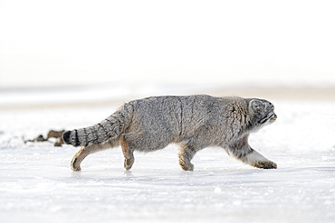 Pallas's cat (Otocolobus manul), moving, running, Steppe area, East Mongolia, Mongolia