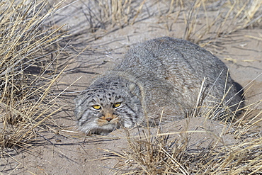 Pallas's cat (Otocolobus manul), in the grass, Steppe area, East Mongolia, Mongolia