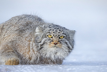 Pallas's cat (Otocolobus manul), resting, lying down, Steppe area, East Mongolia, Mongolia