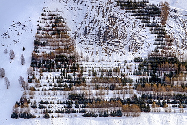 Plantation avalanche protection in Oisans, Ferrand Valley, Ecrins NP, Oisans, Northern Alps, France