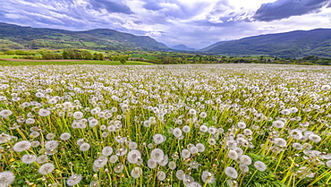 Dandelions (Taraxacum officinale) in full fructification in a meadow under a stormy sky, Seyssel, Haute-Savoie, France