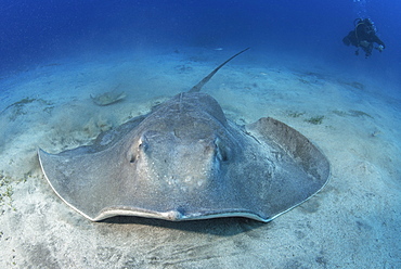 Roughtail stingray (dasyatis centura). Tenerife, Canary Islands.