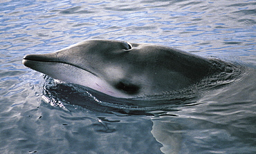 Gervais' beaked whale (Mesoplodon europaeus), El Hierro, Canary Islands.