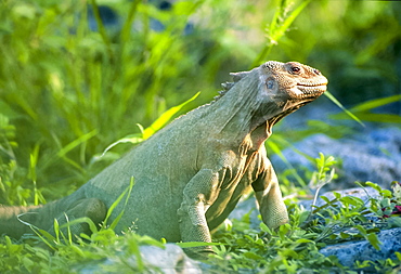 Barrington Island Iguana (Conolophus pallidus) portrait, Santa Fe, Galapagos