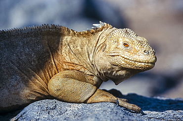 Barrington Island Iguana (Conolophus pallidus) portrait, Santa Fe, Galapagos