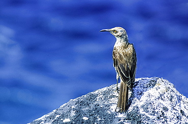 Hood Mockingbird (Mimus macdonaldi) on rock, Española, Galapagos