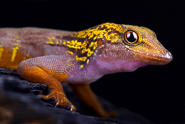 Psychedelic rock gecko (Cnemaspis psychedelica)