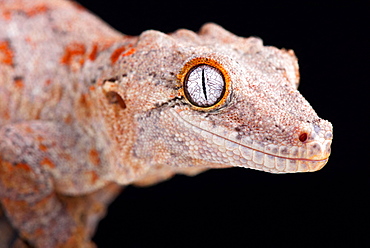 The Gargoyle gecko (Rhacodactylus auriculatus) is a medium sized, endangered, gecko species endemic to New Caledonia.