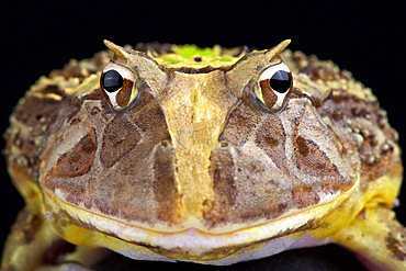 Brazilian horned frog (Ceratophrys aurita)