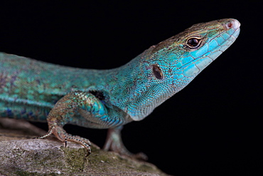 Klemmer's wall lizard (Podarcis sicula klemmeri) endemic to Licosa islet, Campania, Italy