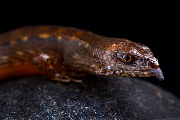 West African water skink (Cophoscincopus simulans)