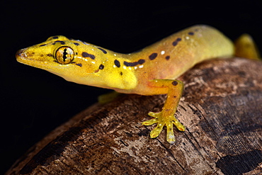 Polillo false gecko (Pseudogekko smaragdinus)