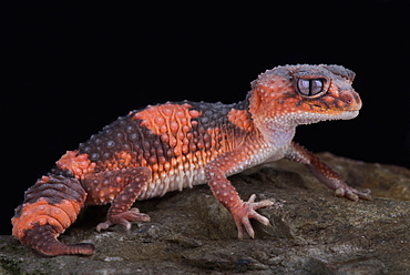 Northern banded rough knob-tailed gecko (Nephrurus wheeleri cinctus)