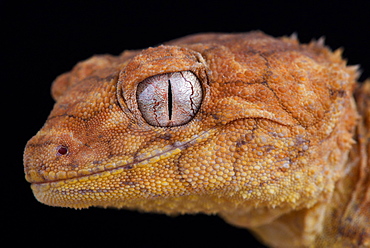 Centralian rough knob-tailed gecko (Nephrurus amyae)