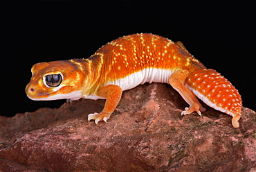 Smooth knob-tailed gecko (Nephrurus levis)