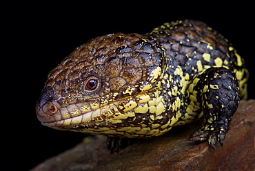 Western bob-tailed skink (Tiliqua rugosa rugosa)